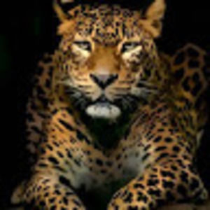 Meet your Posher, Kiki